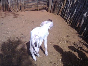 Guajeru: Bezerro nasce com 5 patas na fazenda Bananeira