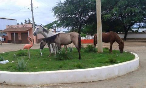 Condeúba: Foto de Cavalos pastando em Jardim se torna motivo para piadas no Facebook e WhatsApp
