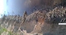Condeúba: Milhares de camarões morrem na Barragem do Champrão