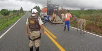 BA-263: Operação da Polícia Rodoviária Estadual apreende animais às margens da rodovia