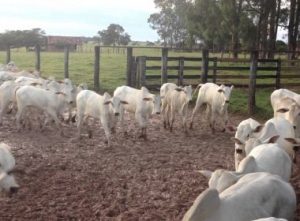 Caetité: Mais de 160 bezerros são recuperados após roubo em fazenda