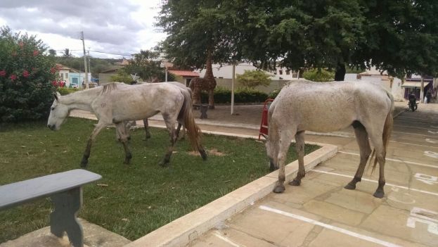 Condeúba: Cavalos pastam na praça, em frente ao Gabinete do Prefeito