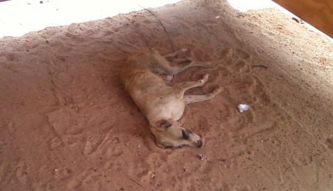 Calamidade Pública: Cachorro morto engrossa problema da comercialização de carne em Condeúba